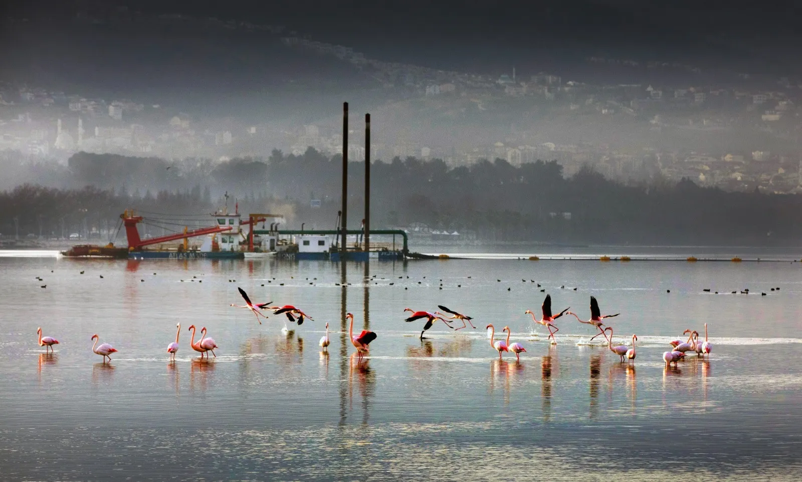 İzmit Körfezi, eski günlerine dönüyor canlı türleri hızla çoğalıyor