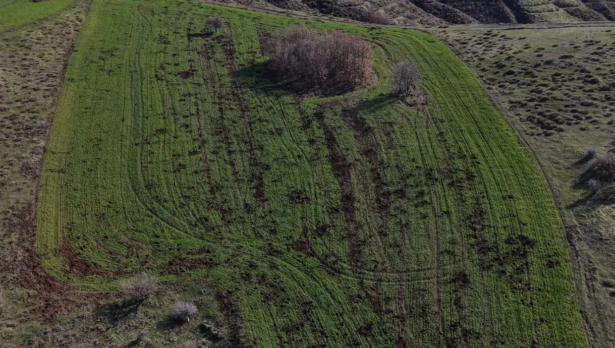 Kovancılar'da Tarıma 'Domuz' Darbesi: Karaçor Yöresindeki 5 Köy Yardım Bekliyor
