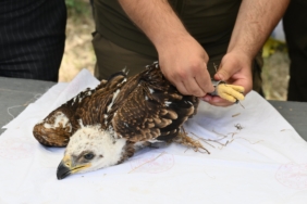 ŞahKartal_Halkalama_2_095436559