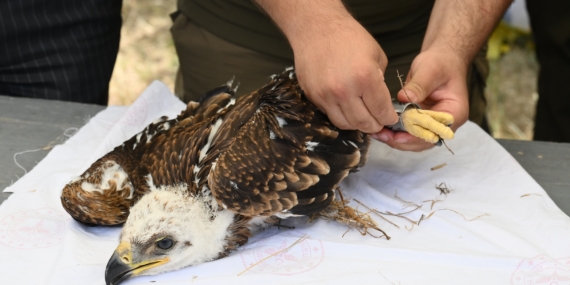 Trakya’da, leylekler ve Şah Kartal için koruma seferberliği başladı