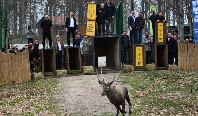 8 kızıl geyik daha Kuzuyayla’da doğaya salındı