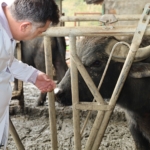 Kocaeli'de manda sayısı Büyükşehir'in desteğiyle arttı (5)