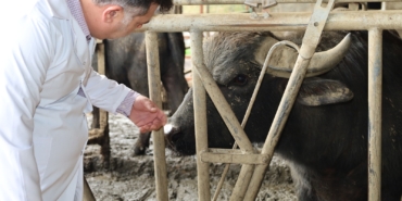 Kocaeli'de manda sayısı Büyükşehir'in desteğiyle arttı (5)