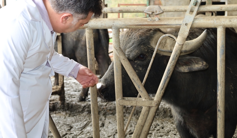 Kocaeli'de manda sayısı Büyükşehir'in desteğiyle arttı (5)