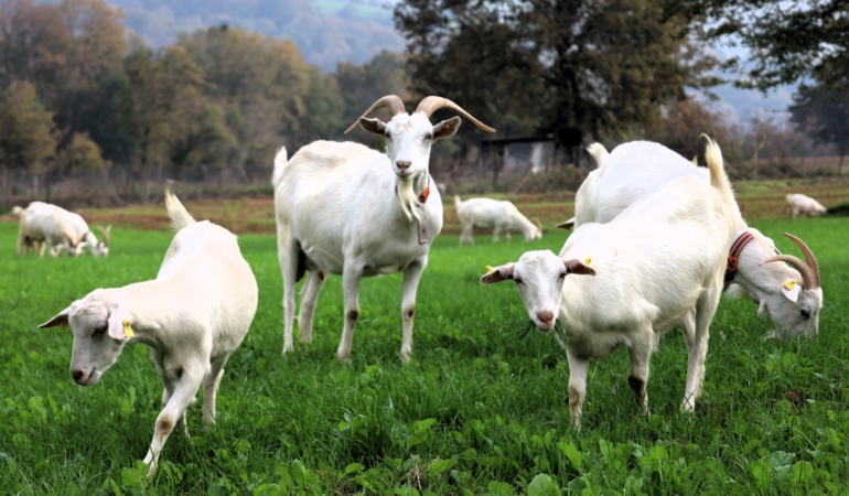 Süt otu desteği meraları berekete kavuşturdu